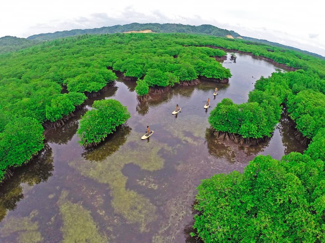 0-0-mangrove-kermit-fb